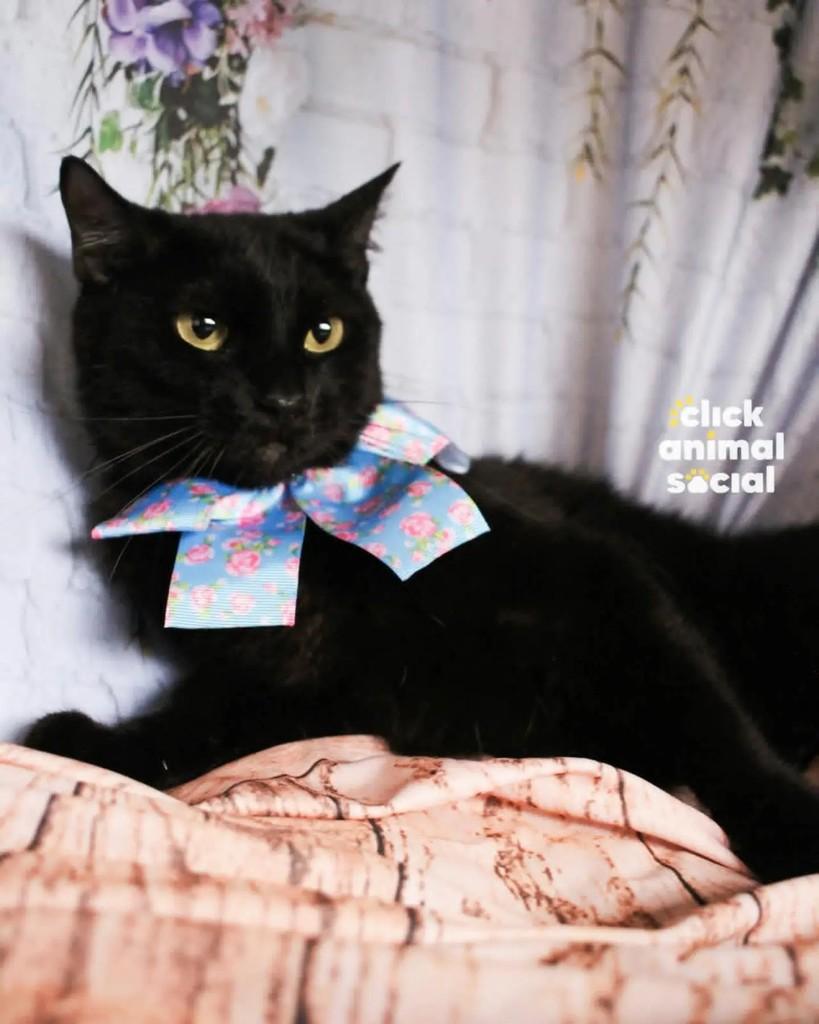 Mika, gata para adoção em Rio de Janeiro - RJ — foto 4 de 5