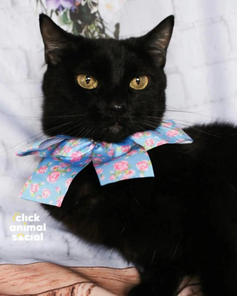 Mika, gata para adoção em Rio de Janeiro - RJ — foto 5 de 5