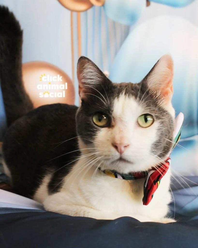 Abel, gato de porte médio para adoção em Rio de Janeiro - RJ
