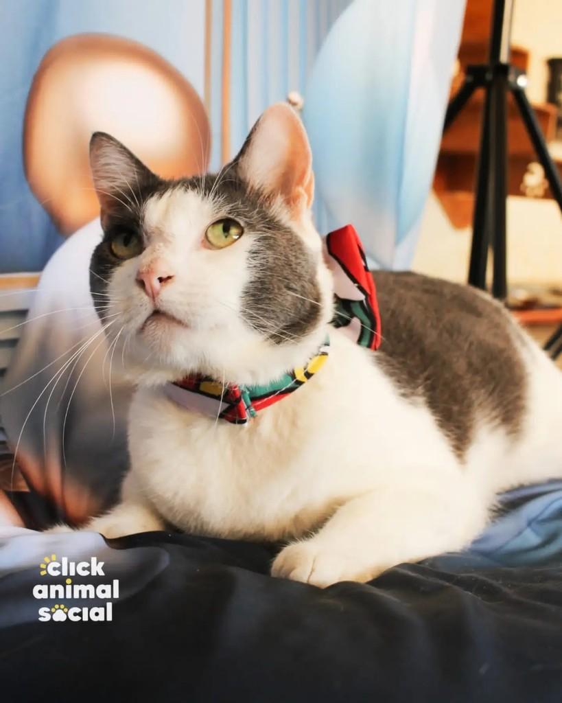 Abel, gato de porte médio para adoção em Rio de Janeiro - RJ — foto 2 de 5