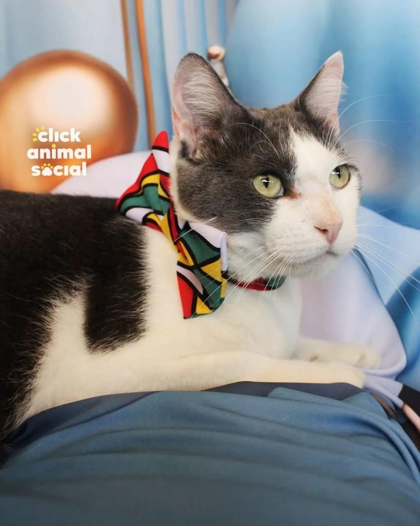 Abel, gato de porte médio para adoção em Rio de Janeiro - RJ — foto 3 de 5