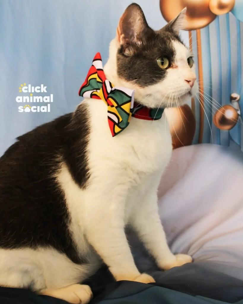 Abel, gato de porte médio para adoção em Rio de Janeiro - RJ — foto 4 de 5