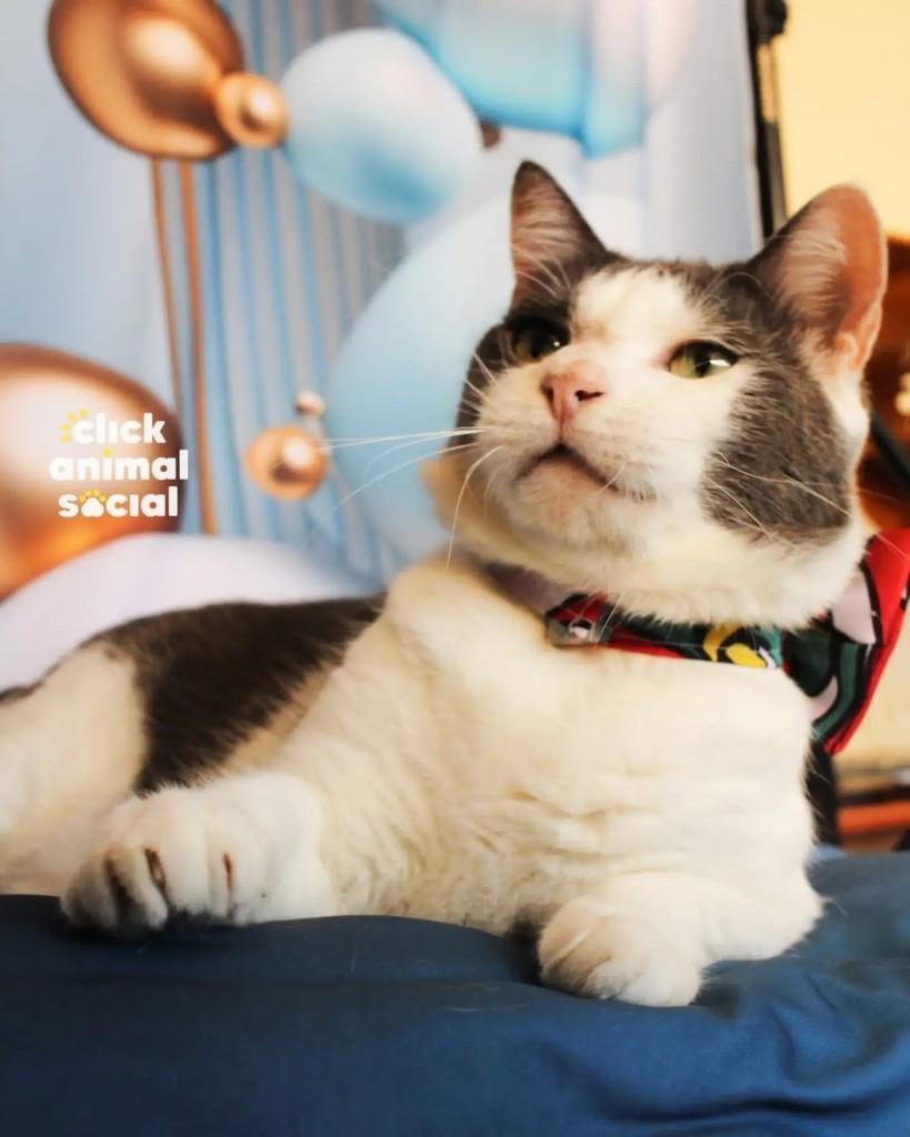 Abel, gato de porte médio para adoção em Rio de Janeiro - RJ — foto 5 de 5