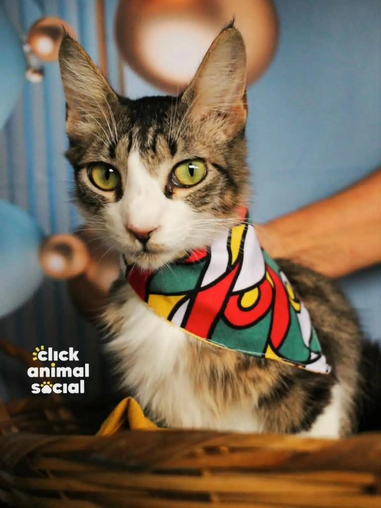 Kyle, gato de porte pequeno para adoção em Rio de Janeiro - RJ
