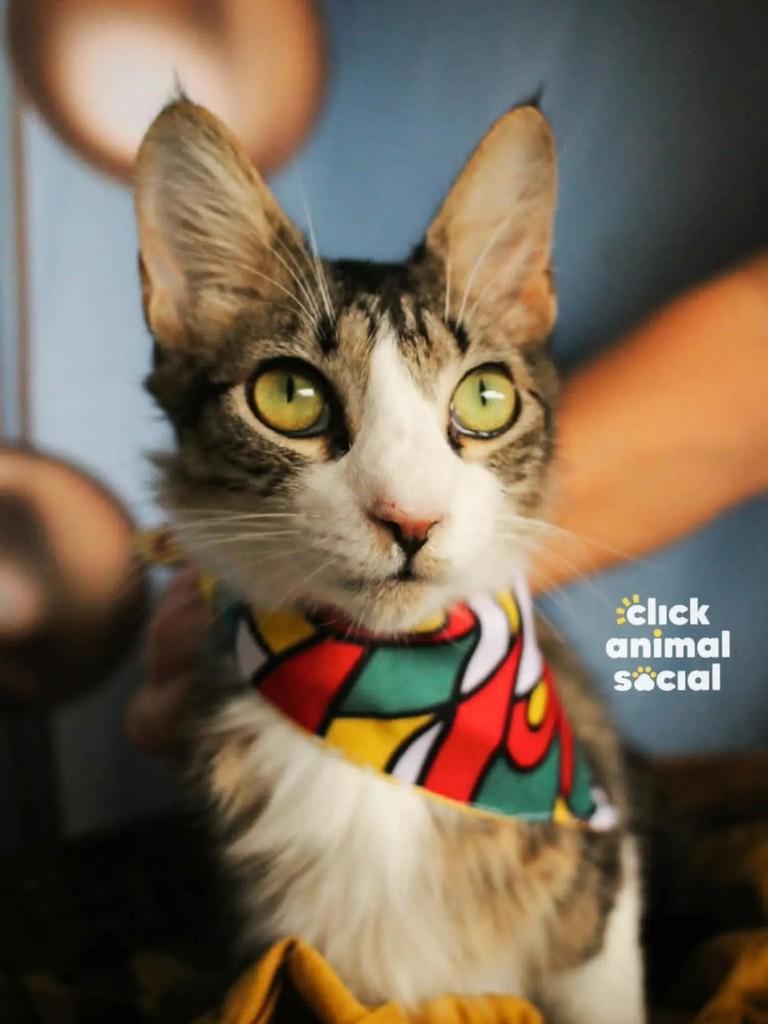 Kyle, gato de porte pequeno para adoção em Rio de Janeiro - RJ — foto 3 de 4