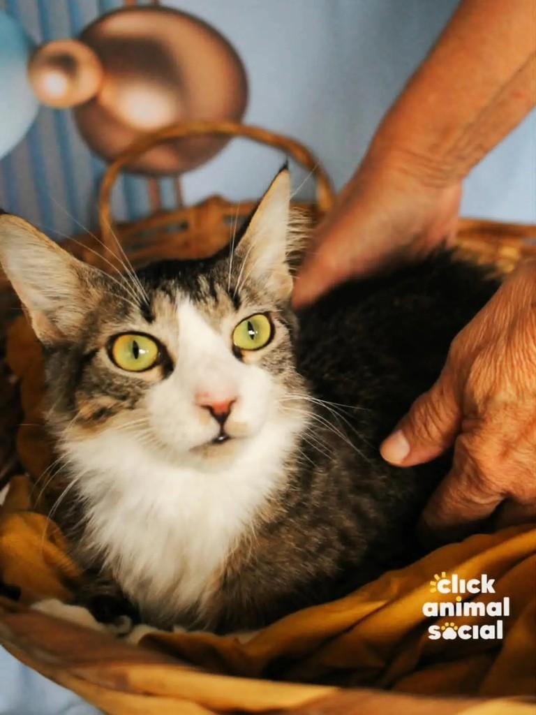 Kyle, gato de porte pequeno para adoção em Rio de Janeiro - RJ — foto 4 de 4