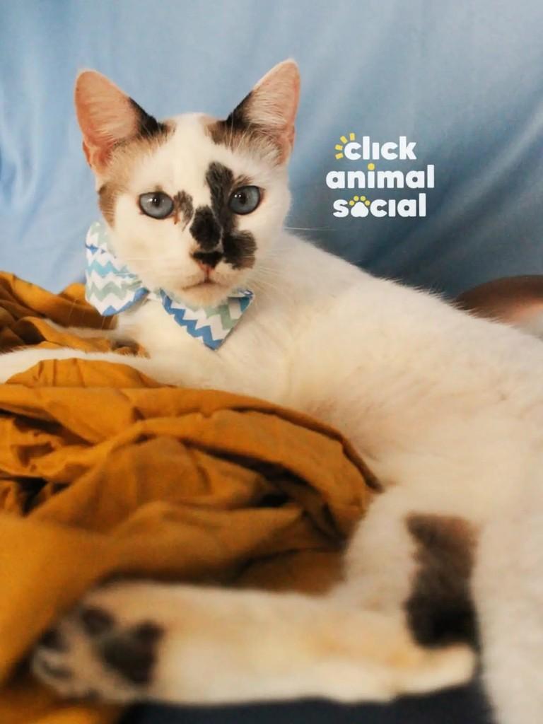 Aramis, gato para adoção em Rio de Janeiro - RJ