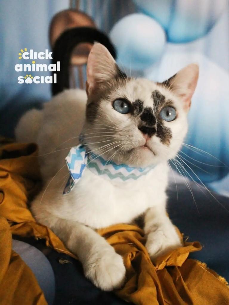 Aramis, gato para adoção em Rio de Janeiro - RJ — foto 2 de 5