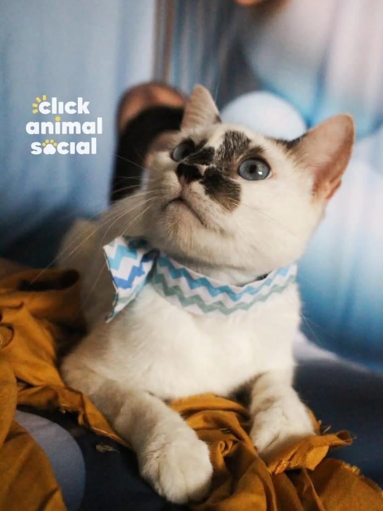 Aramis, gato para adoção em Rio de Janeiro - RJ — foto 3 de 5