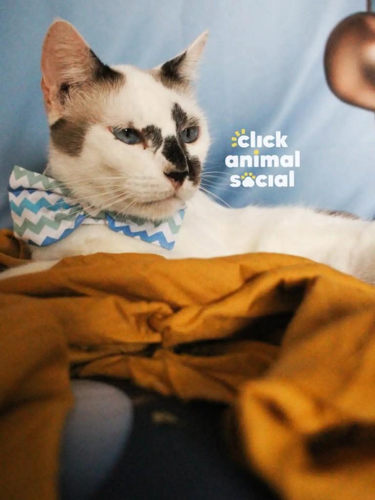 Aramis, gato para adoção em Rio de Janeiro - RJ — foto 4 de 5