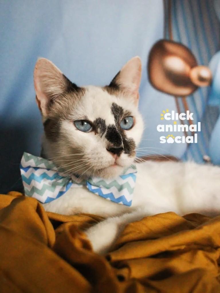 Aramis, gato para adoção em Rio de Janeiro - RJ — foto 5 de 5