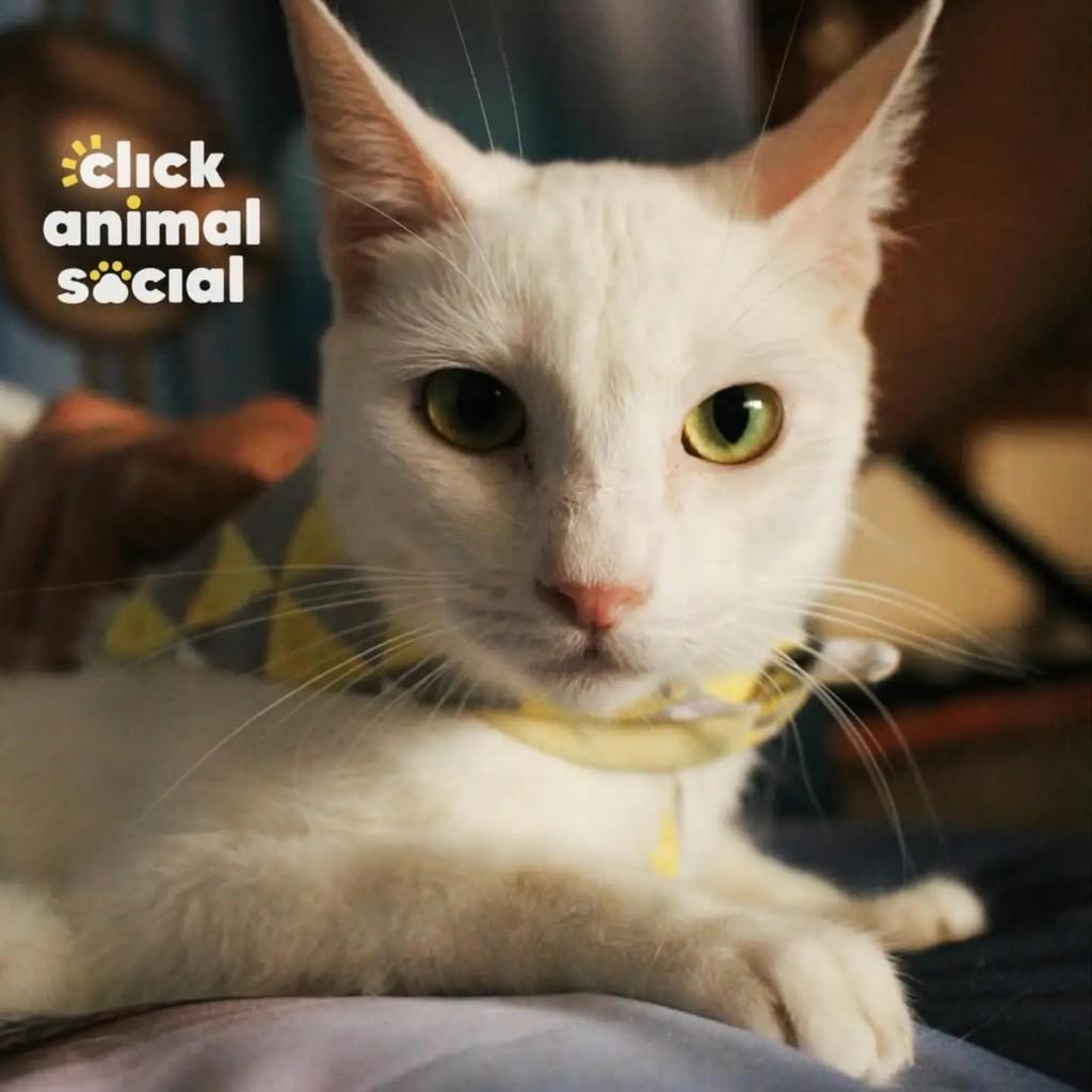 Heitor, gato para adoção no Rio de Janeiro - RJ