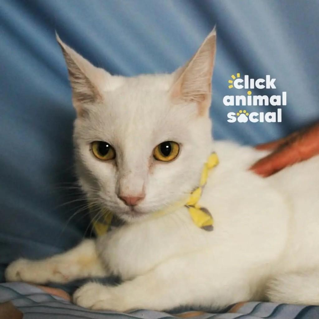 Heitor, gato para adoção no Rio de Janeiro - RJ — foto 2 de 5