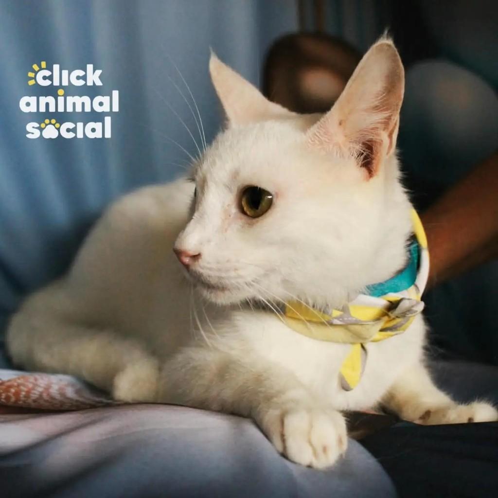 Heitor, gato para adoção no Rio de Janeiro - RJ — foto 3 de 5