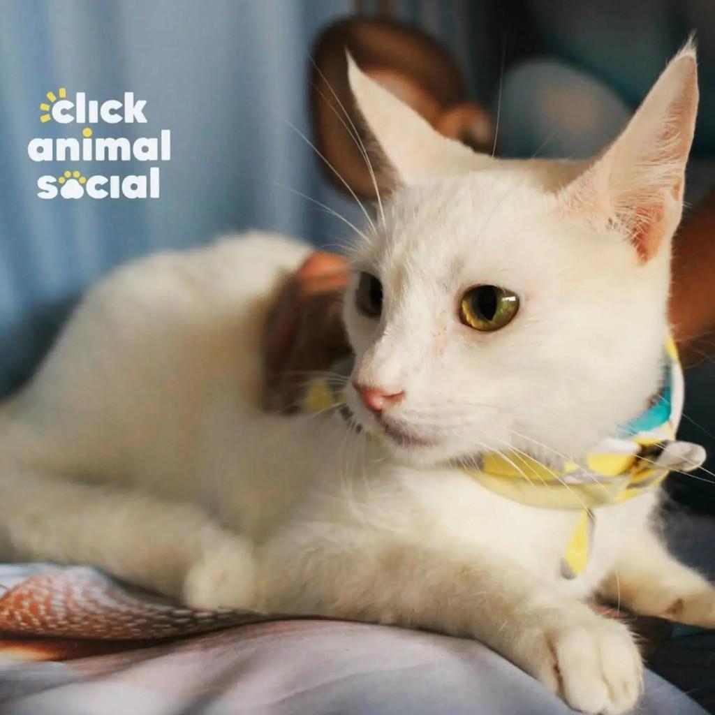 Heitor, gato para adoção no Rio de Janeiro - RJ — foto 4 de 5