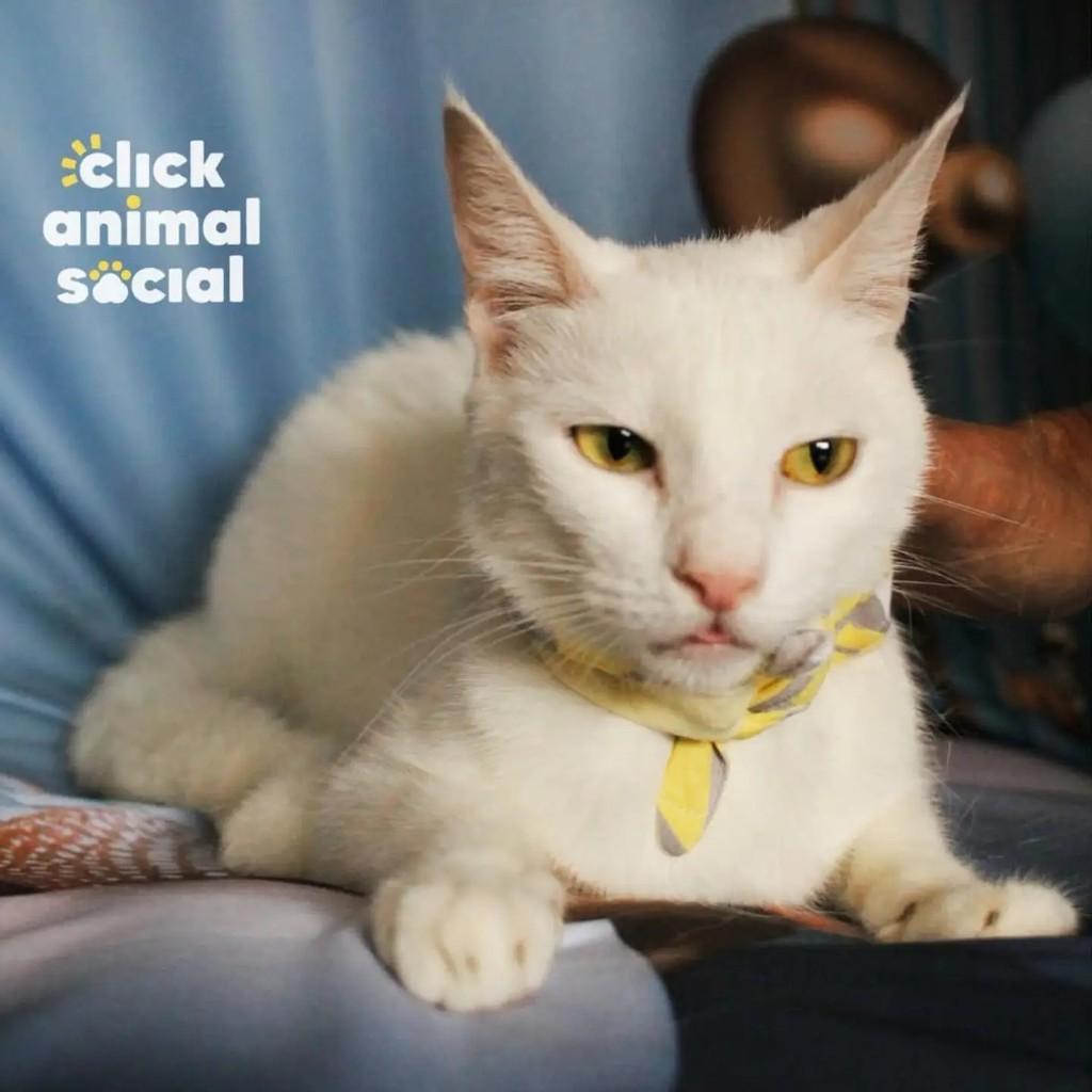 Heitor, gato para adoção no Rio de Janeiro - RJ — foto 5 de 5