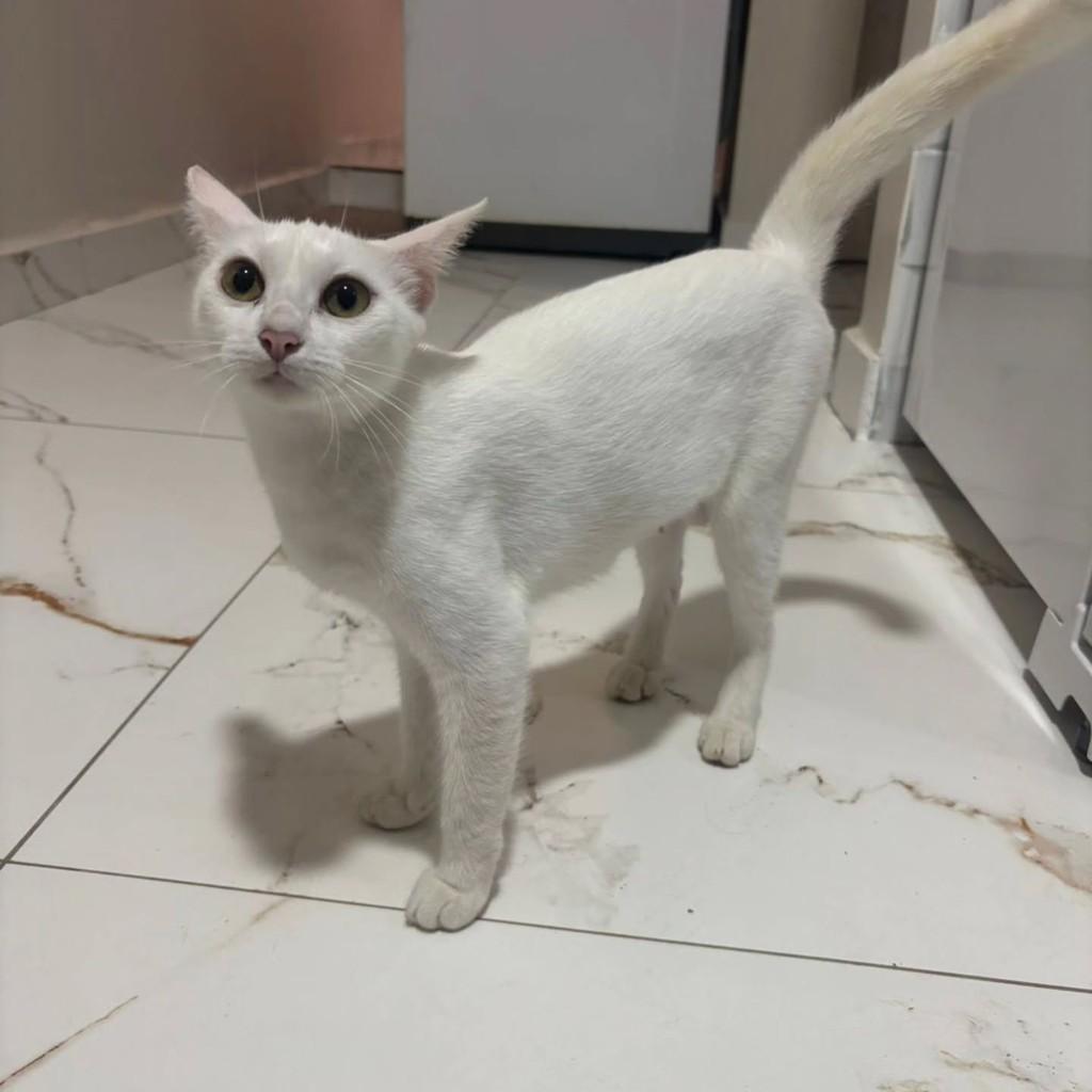 Linda, gata de porte pequeno para adoção em Itacaré - BA