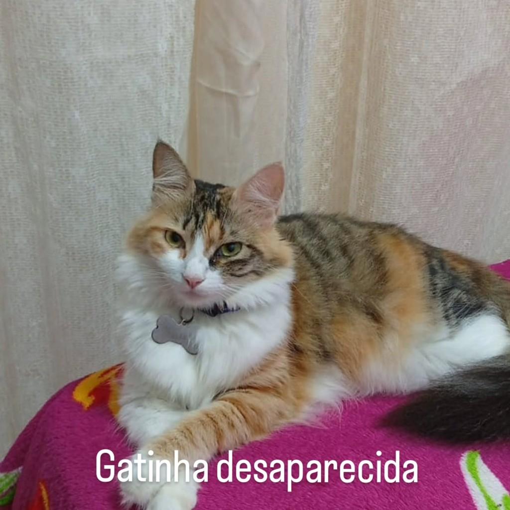 Jade, gata de porte médio para adoção em Itacaré - BA