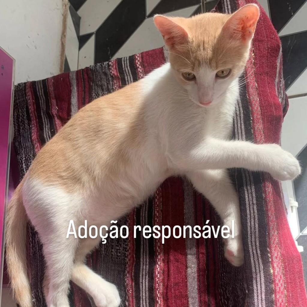 Tom, gato de porte pequeno para adoção em Itacaré - BA