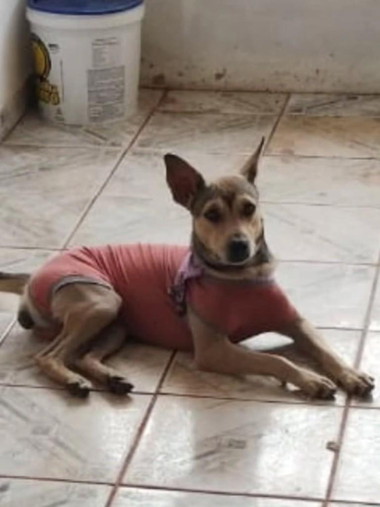 Eva, cachorro de porte pequeno para adoção em Itacaré - BA