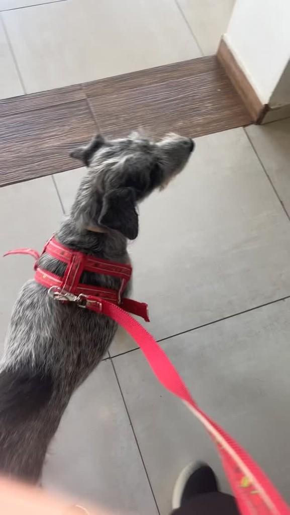 Diana, cachorro de porte médio para adoção em Birigui - SP