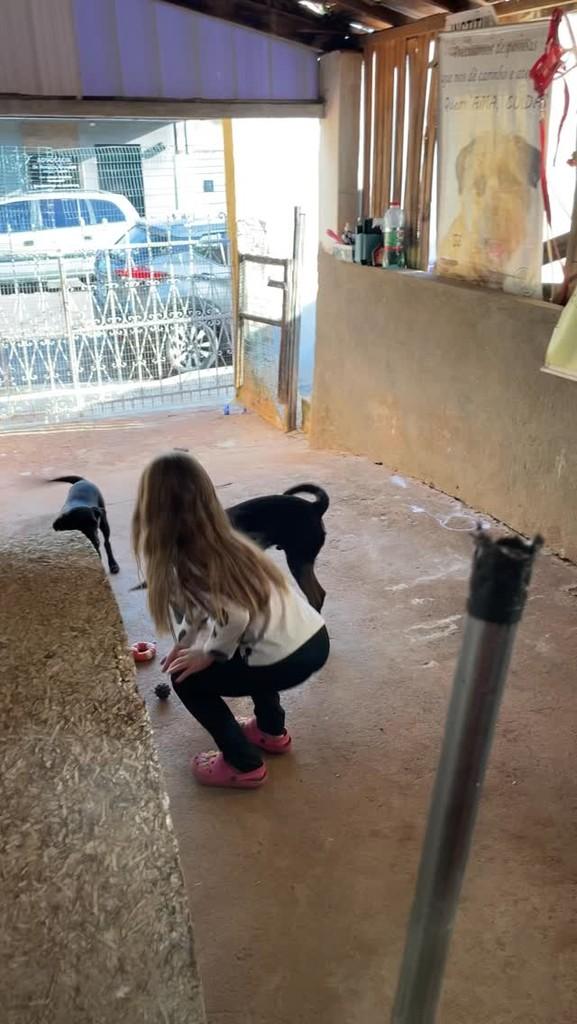 Tião Macale, cachorro de porte médio para adoção em Birigui - SP