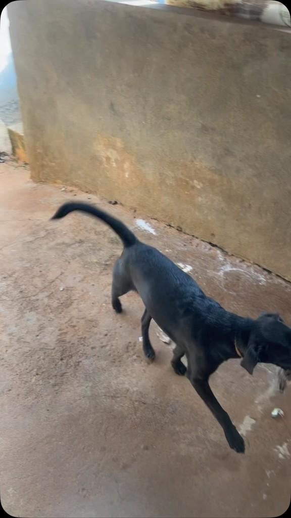 Pelezinho, cachorro de porte pequeno para adoção em Birigui - SP