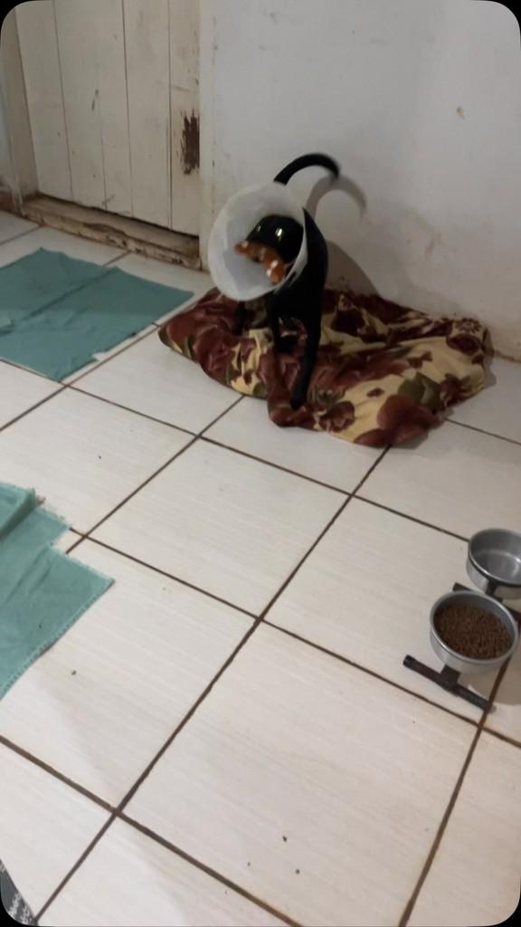 Pelezinho, gato de porte pequeno para adoção em Birigui - SP