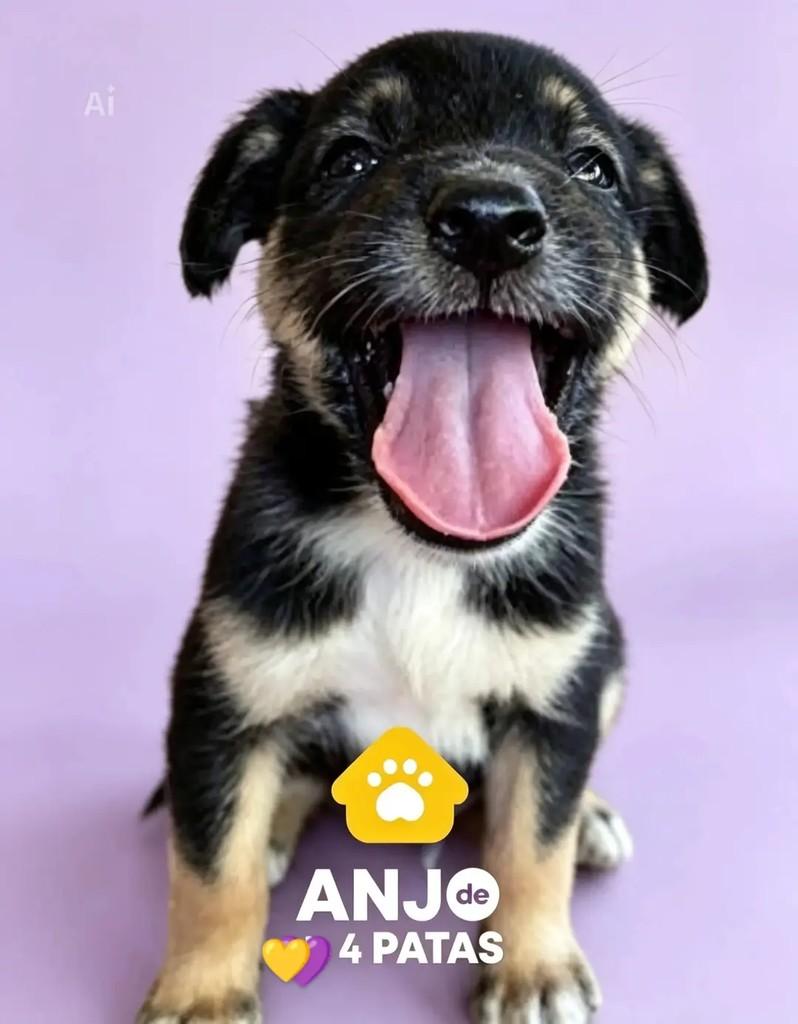 Sou O Seu Novo Amigo!, cachorro de porte pequeno para adoção em Cuiabá - MT