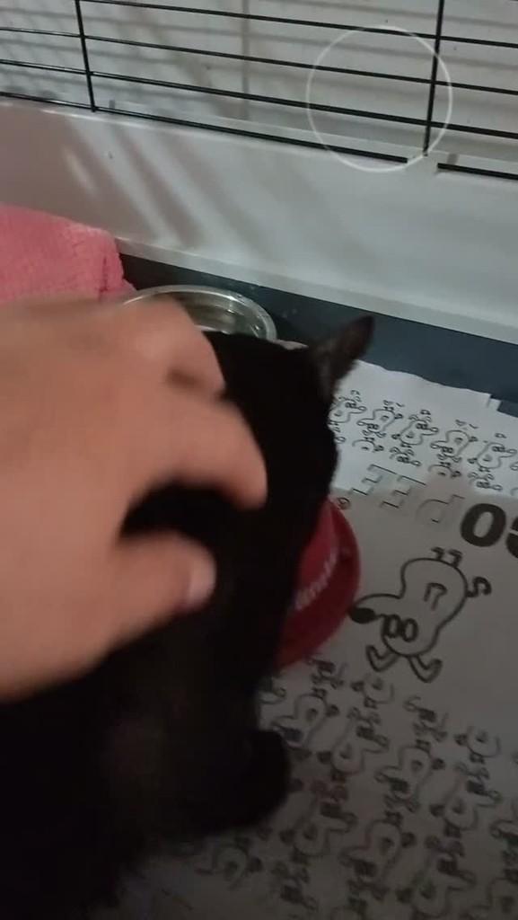 Félix, gato de porte pequeno para adoção em Cuiabá - MT