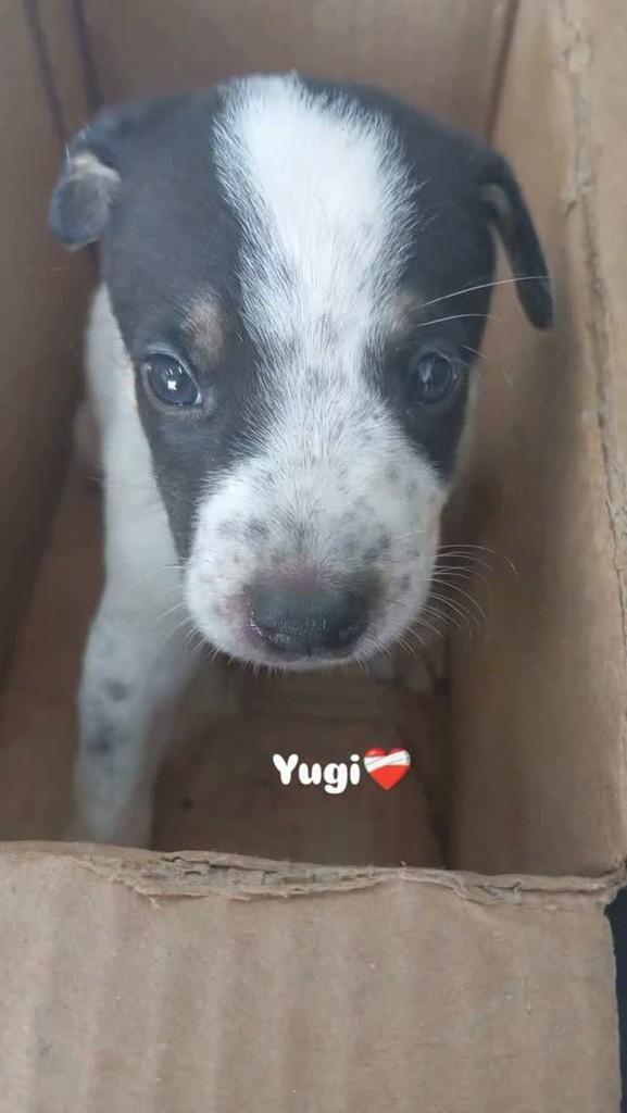 Yuge, cachorro de porte pequeno para adoção em Cuiabá - MT