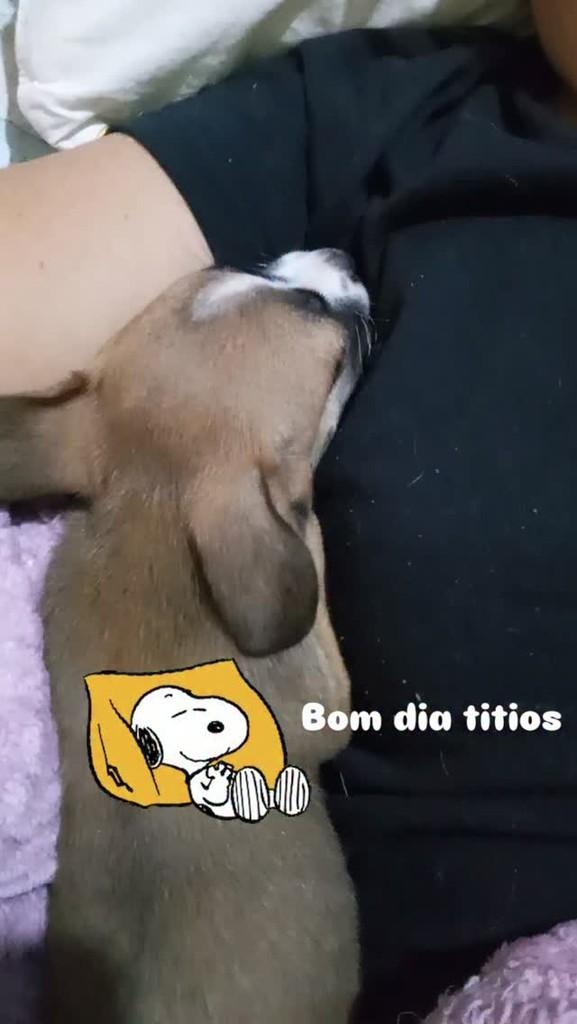 Princesa, cadela de porte pequeno para adoção em Cuiabá - MT