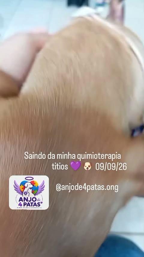 Catarina, cachorro de porte pequeno para adoção em Cuiabá - MT