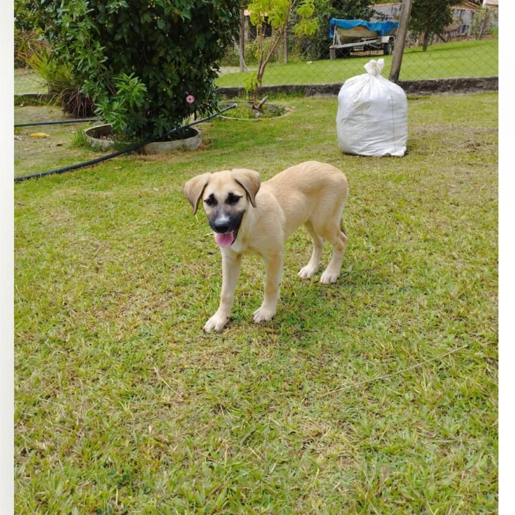 Linda, cadela de porte pequeno para adoção em Piracaia - SP
