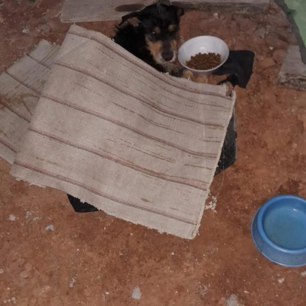 Negão, cachorro de porte pequeno para adoção em Piracaia - SP