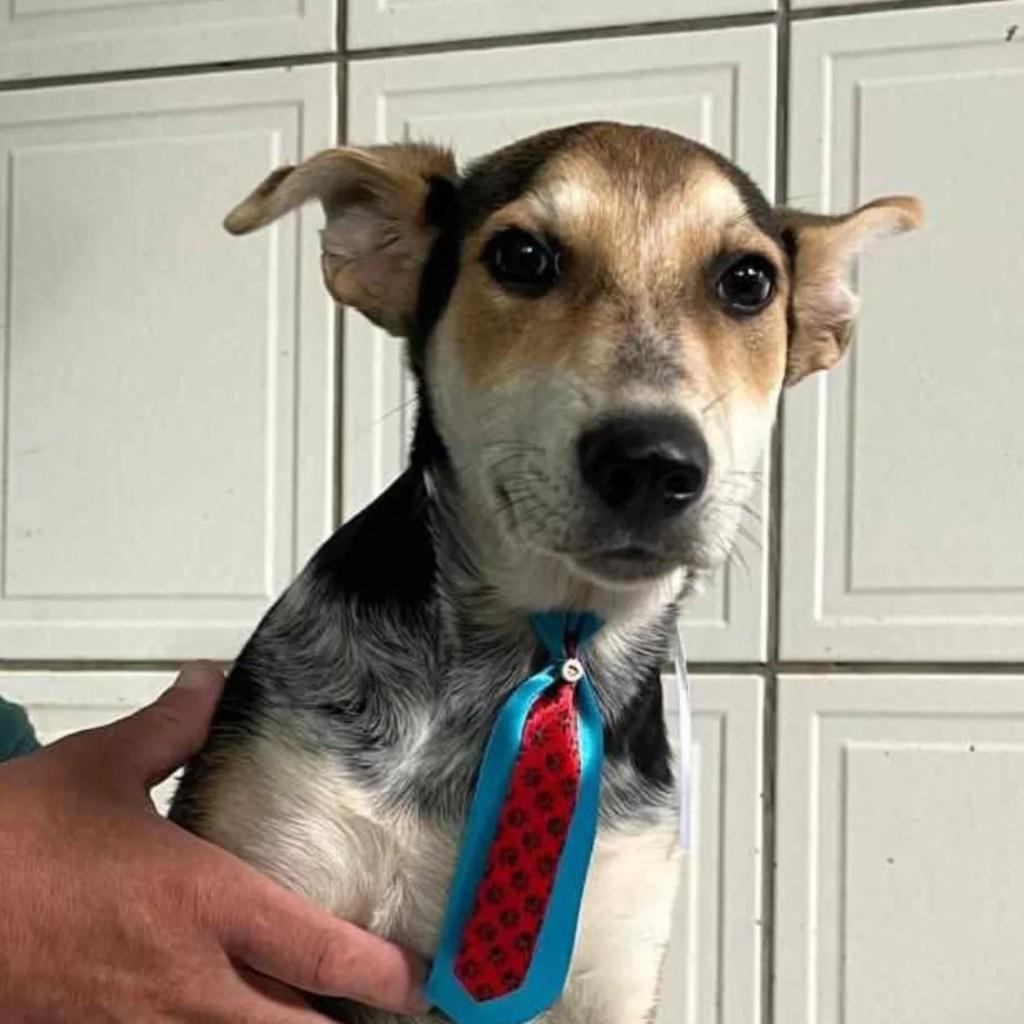 Zorro, cachorro de porte pequeno para adoção em Piracaia - SP