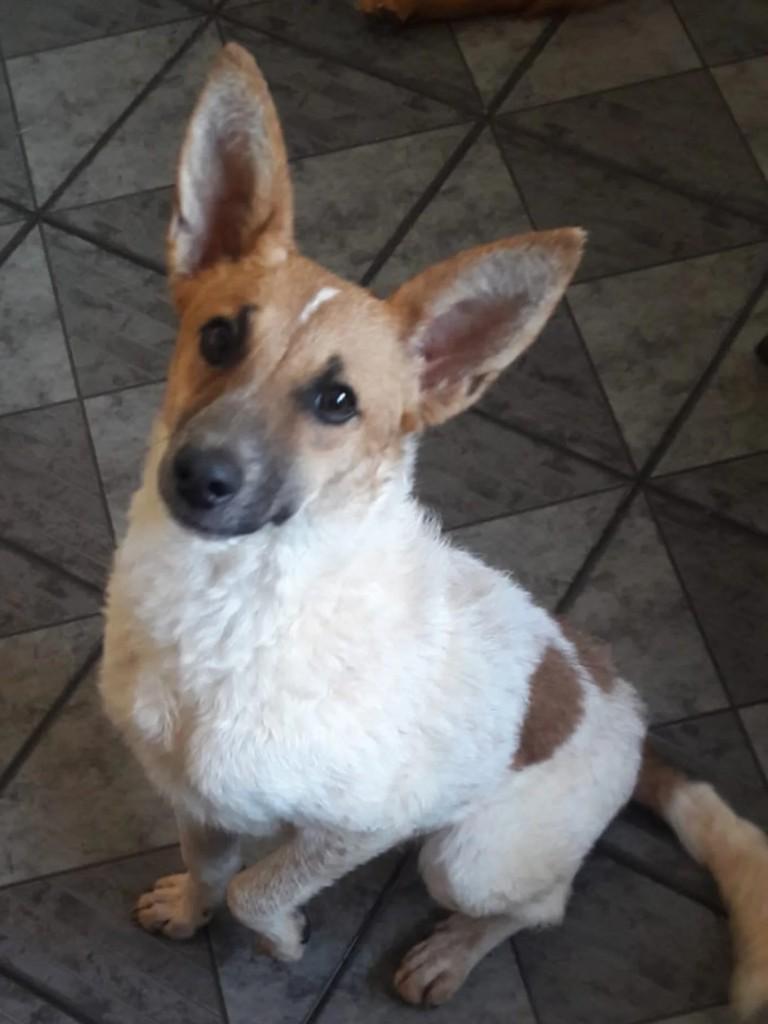 Bianca, cadela de porte pequeno para adoção em Piracaia - SP