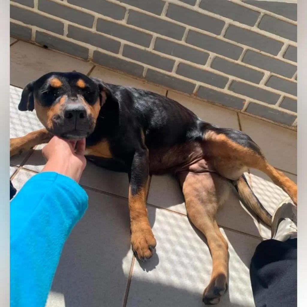 Cachorrinha, cadela de porte grande para adoção em Piracaia - SP