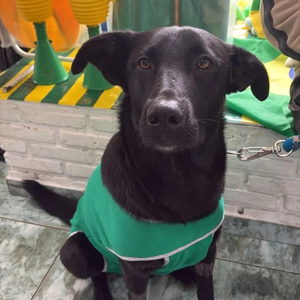 Dudú, cachorro de porte médio para adoção em Piracaia - SP