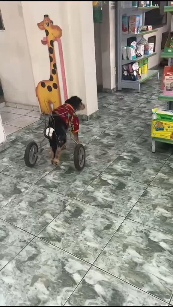 Barba, cachorro de porte médio para adoção em Piracaia - SP