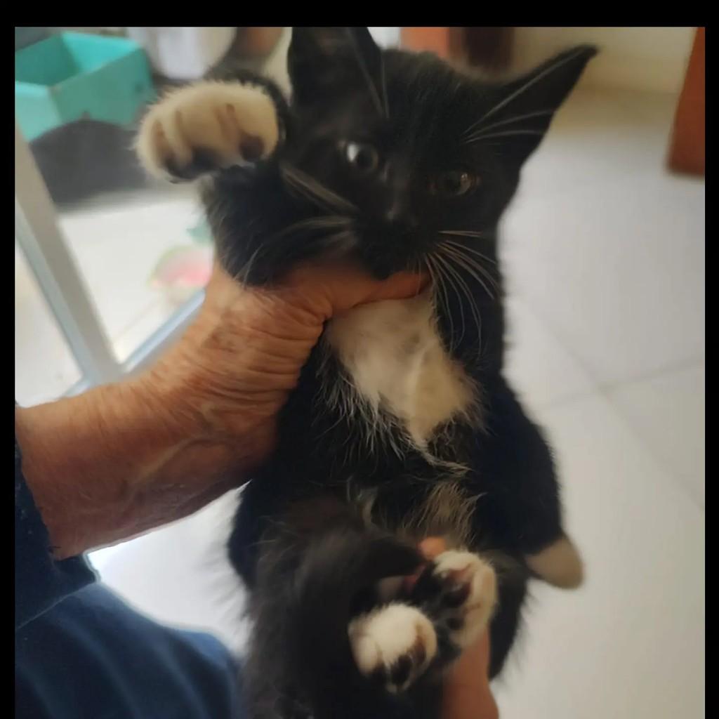 Lia, gato de porte pequeno para adoção em Piracaia - SP