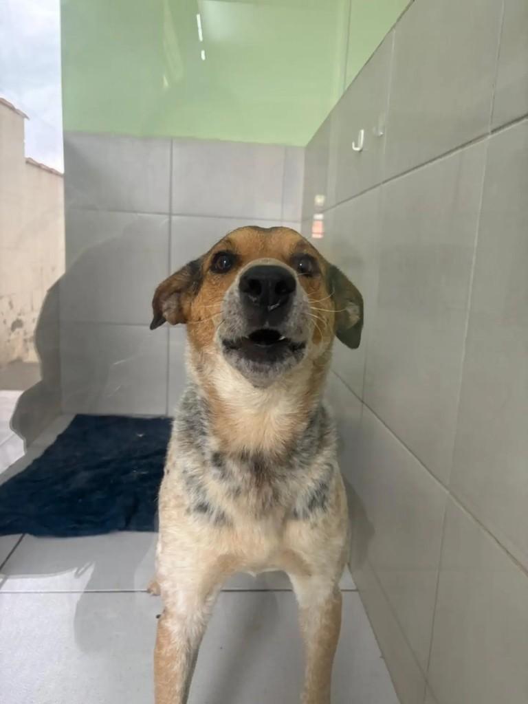 Billy Joe, cachorro de porte pequeno para adoção em Piracaia - SP