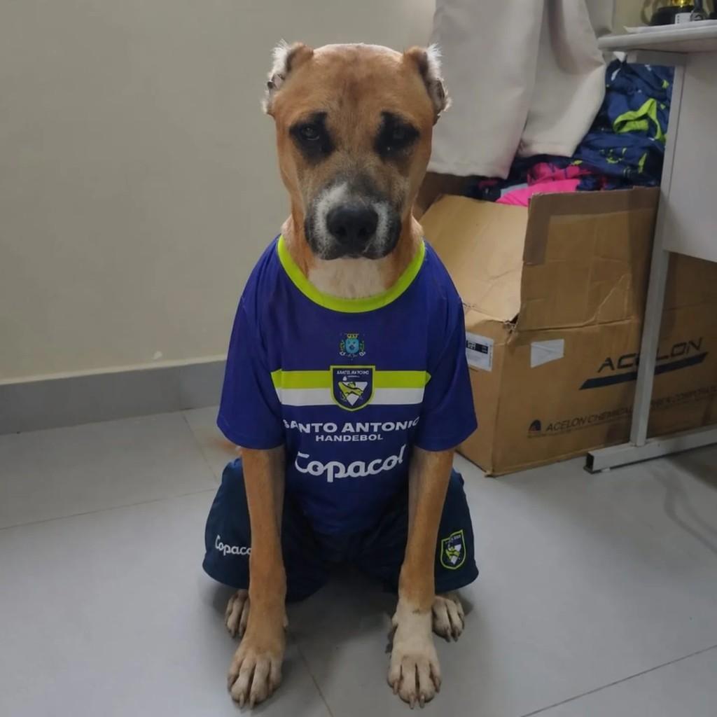 Orelha, cachorro de porte médio para adoção em Santo Antônio do Sudoeste - PR