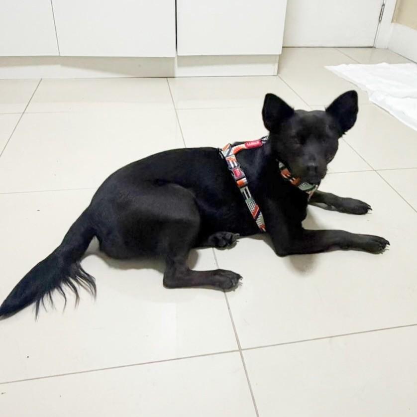 Pretinha, cachorro de porte médio para adoção em Magé - RJ