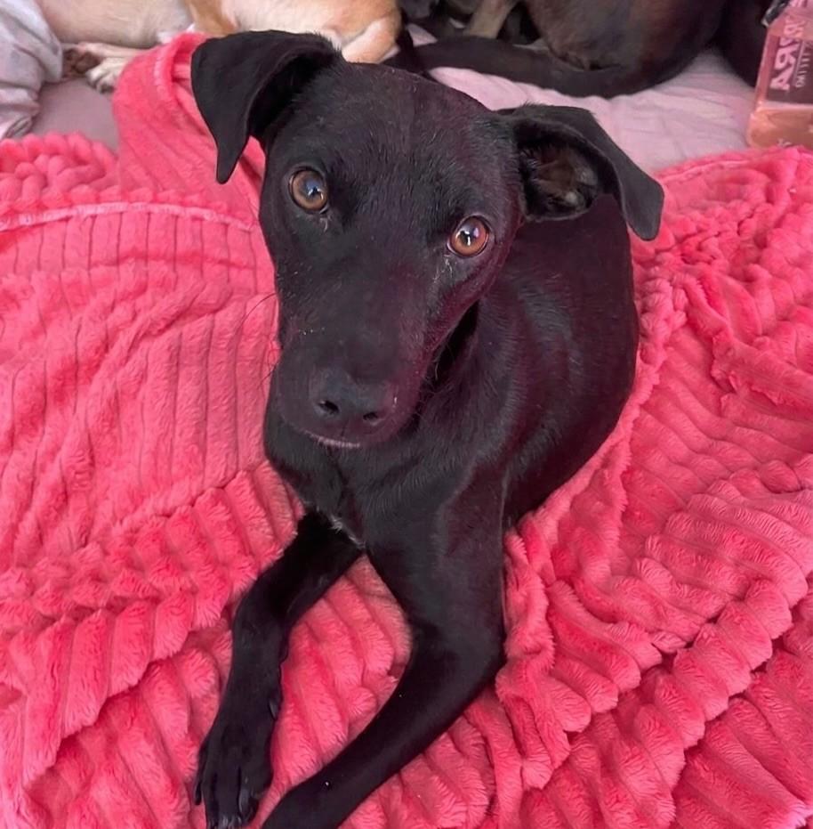 Cris, cachorro de porte pequeno para adoção em Magé - RJ