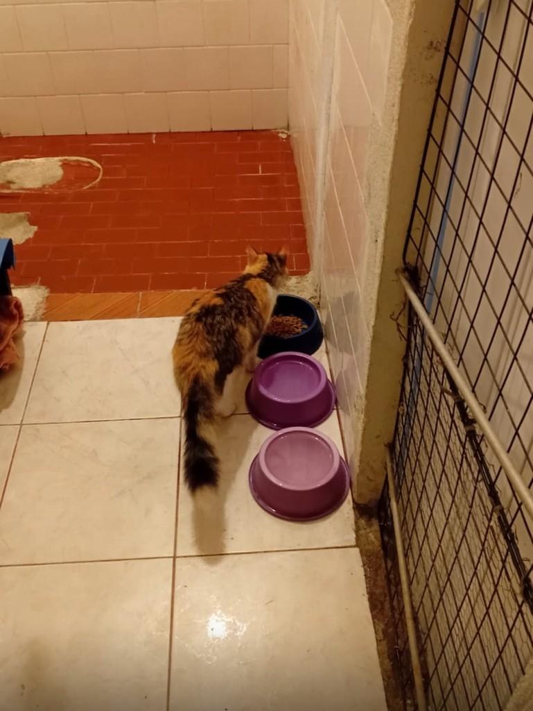 Ela, gato de porte médio para adoção em Magé - RJ