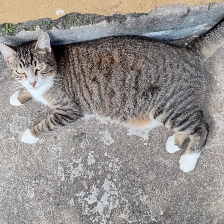 Pequeno, gato de porte médio para adoção em Magé - RJ