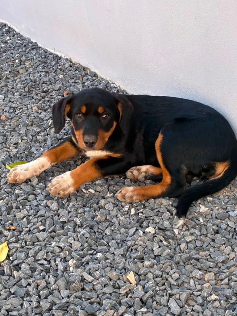 Ela, cachorro de porte pequeno para adoção em Patos de Minas - MG
