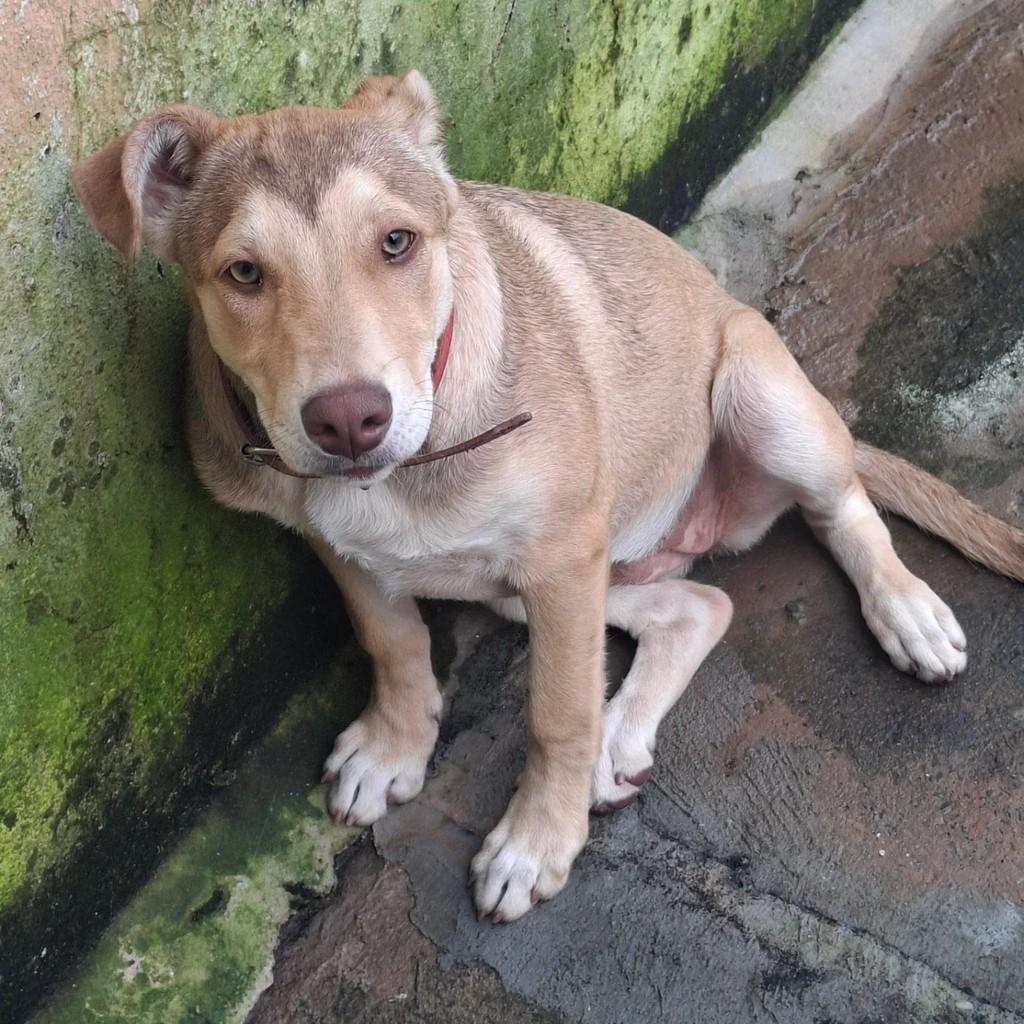 Mel, cachorro de porte pequeno para adoção em Carlópolis - PR