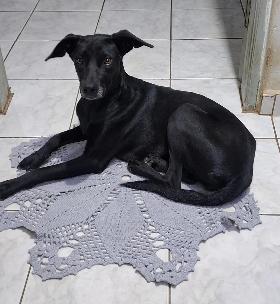 Nega, cachorro de porte médio para adoção em Carlópolis - PR